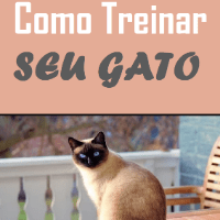 Imagem do curso Adestramento Fácil de Gatos.