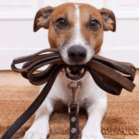 Imagem do produto Os segredos do adestramento canino