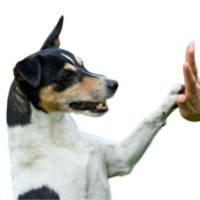 Imagem do curso ADESTRAMENTO FACIL DE CÃES..