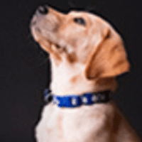 Imagem do produto Adestramento Canino em Casa