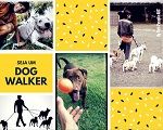 Imagem do produto Curso de Dog Walker & Babá Pet