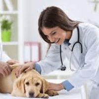 Imagem do curso Curso Urgência e Emergência Veterinária