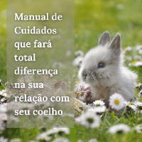 Imagem do curso Coelhos - Cuidados corretos que só um especialista que se importa de verdade pode te ensinar. Evite erros, compreenda o animal e melhore a relação com seu coelho.