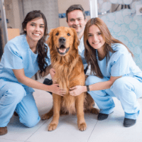 Imagem do curso Curso de Auxiliar de Veterinário + Apostila TOP!
