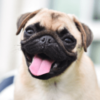 Imagem do curso ADESTRAMENTO CANINO:GUIA RÁPIDO