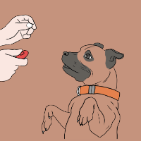 Imagem do produto PROTOCOLO ADESTRAMENTO CANINO