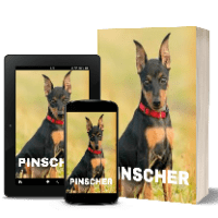 Imagem do produto PINSCHER - CONHEÇA E SAIBA COMO TRATAR SEU AMIGUINHO