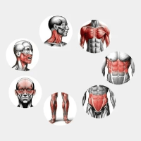 Imagem do curso Conheça as 7 Couraças Emocionais – Guia de Autoconhecimento Corporal