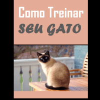 Como treinar seu gato