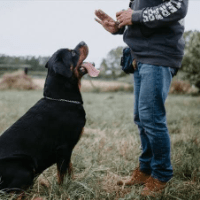 Imagem do produto Curso Completo de Adestramento Natural