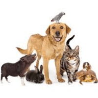 Imagem do produto TREINAMENTO E CUIDADOS - CÃES E PETS