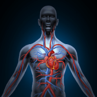 Imagem do curso Curso online de Anatomia e Fisiologia Humana - Certificado de 60 horas.