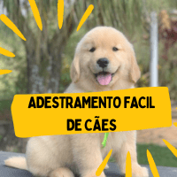 Imagem do curso Adestramento Fácil de Cães