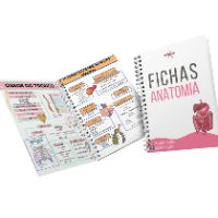 Imagem do produto FICHAS anatomia