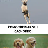 Imagem do produto Como treinar seu cachorro