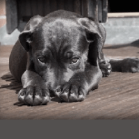 Imagem do produto Adestramento fácil de cães.