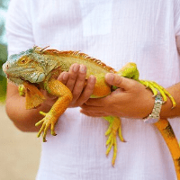 Imagem do produto Como cuidar muito bem do seu animal de estimação Iguana.