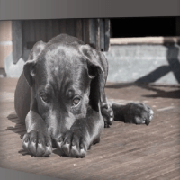 Imagem do produto Adestramento canino(passo a passo)