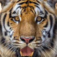 Imagem do produto O Filho Escolhe: Áudios Diários de Consciência e Transformação