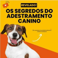 Imagem do curso Os Segredos do Adestramento Canino