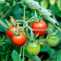 Imagem do produto Como cultivar tomates passo a passo ...