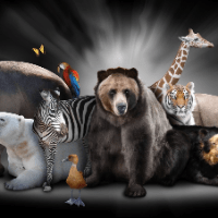 Imagem do produto SAIBA SEU ANIMAL DE PODER - Cópia