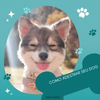 Imagem do curso Guia prático: como treinar seu dog