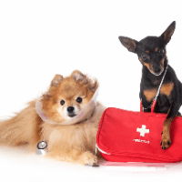 Imagem do curso Higiene Animal + Controle de Pulgas