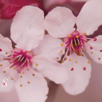 Imagem do produto Curso Completo Sistema Floral Gotas do Infinictho