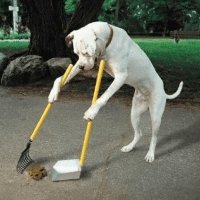 Imagem do curso Treinamento Canino.