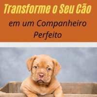 Imagem do curso Treinamento canino