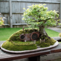 Imagem do produto Cultivo de Bonsai!