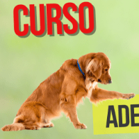 Imagem do curso Adestramento de Cães/Pet