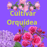 Imagem do produto Cultivar orquídea