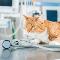 Imagem do curso Curso Cuidados Clínicos no Pós-operatório de Cães e Gatos