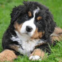Imagem do curso NOÇÕES BÁSICAS SOBRE CÃES PARA INICIANTES