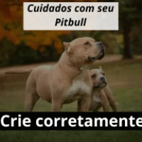 Imagem do produto Como cuidar do seu Pitbull