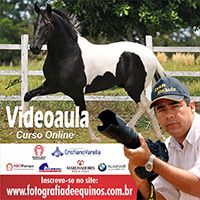 Imagem do curso Videoaula Curso de Fotografia de Equinos